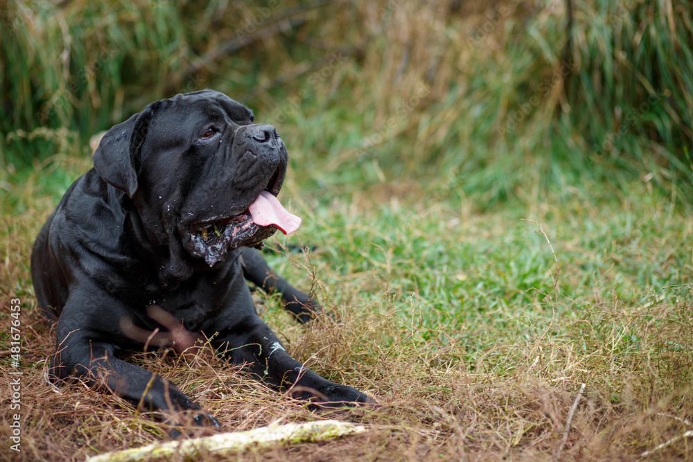 Portrait of an adult black male Cane Corso lying on the grass in the garden