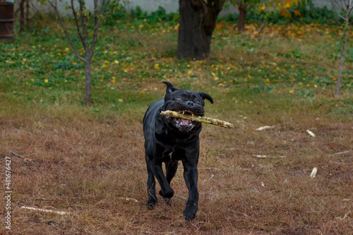 A huge funny male dog of the Cane Corso breed runs with a stick in his mouth. Cheeks swell in the wind.