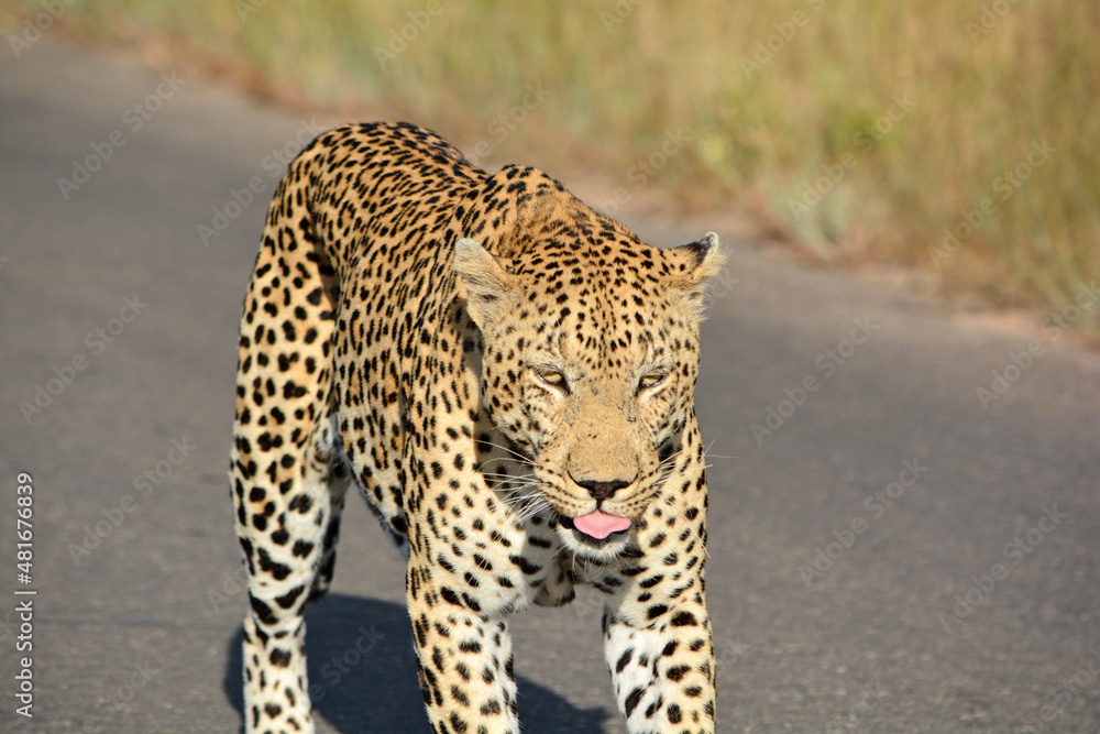 Obraz premium leopard walking down the road