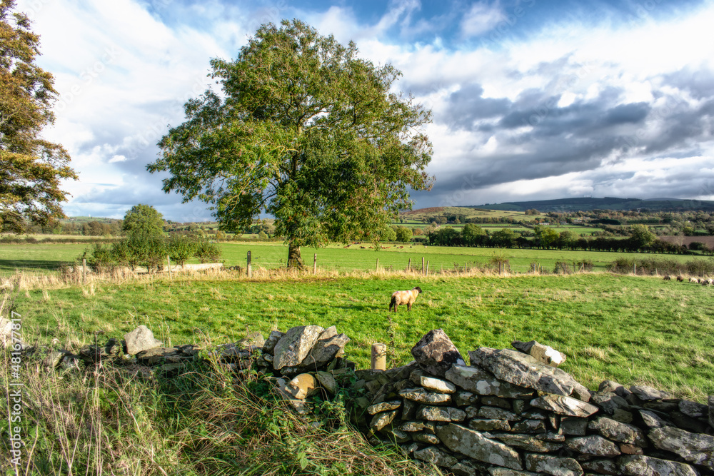 Sheep on an Irish Farm at Sunrise Sheep on an Irish Farm at Sunrise