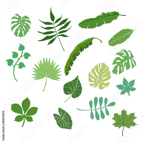set of 14 green leaves, monstera , palm, banana,
