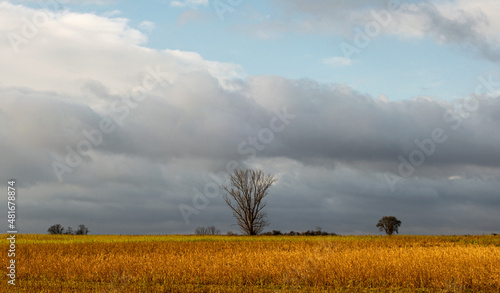 A field of gold with a cloudy sky and trees on the horizon