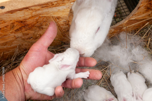 The mother rabbit trusts the breeder.