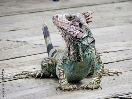 Iguana of Saint Thomas looking for food