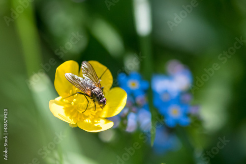 Fly, Fliege, Makro