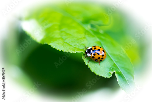 Marienkäfer, Ladybug, Makro, Glücksbringer