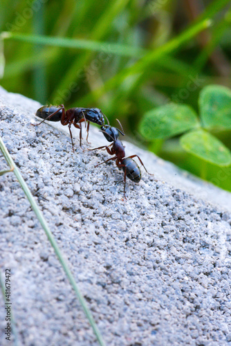 Ameisen küssen sich, Makro
Ant, kiss, macro