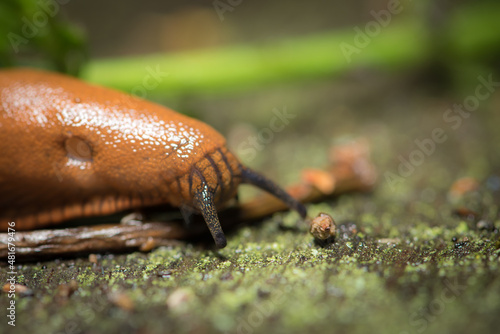 Schnecke, Slug, Makro