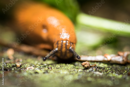 Schnecke, Slug, Makro
