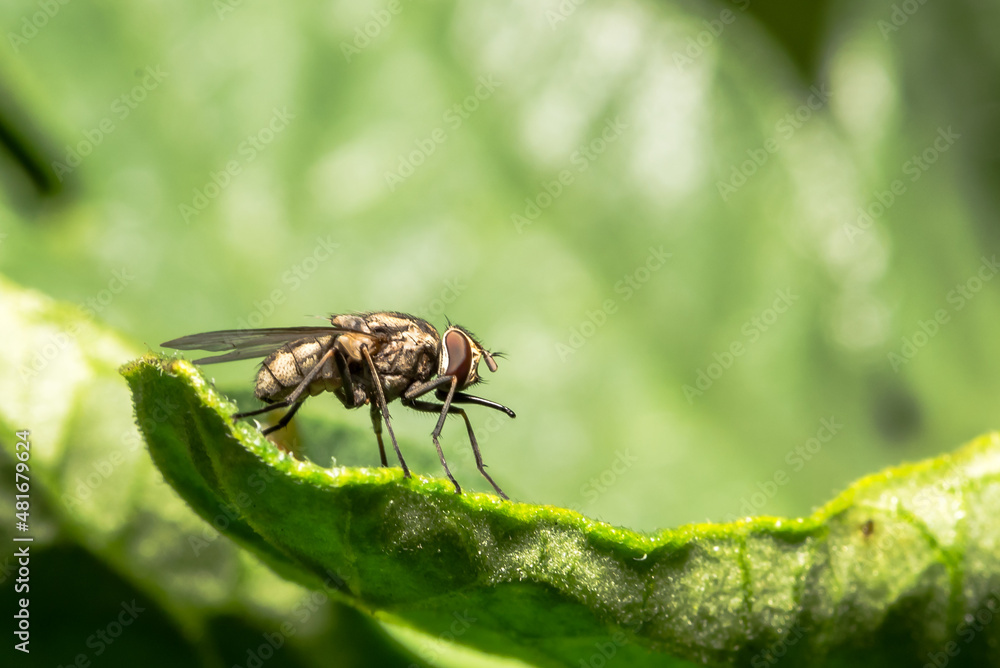 Fly Fly