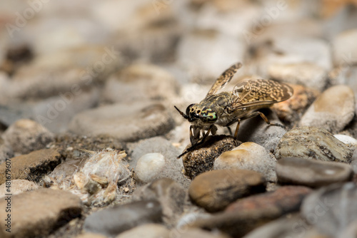 Insect, Bremse, Fly
