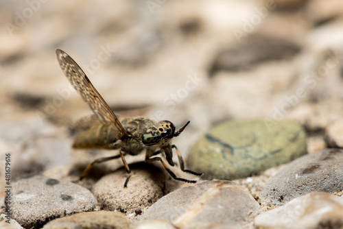 Bremse, Fly