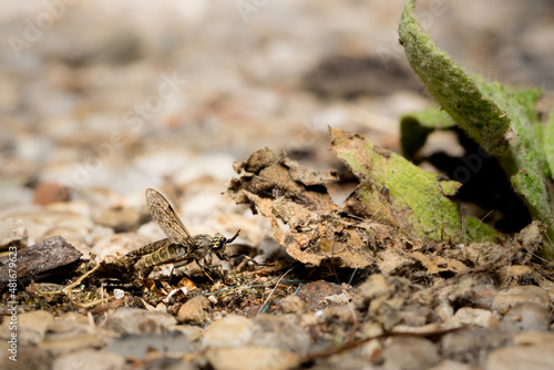 Bremse, Insect