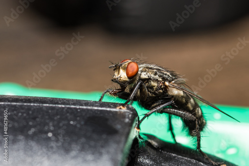 Fly