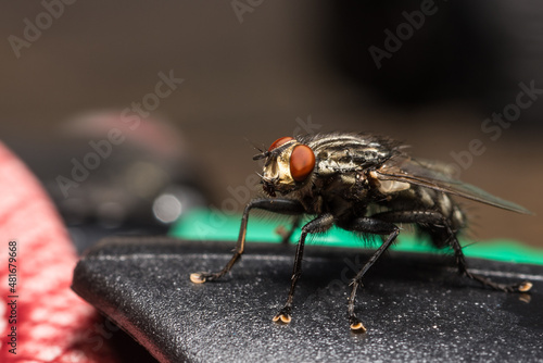 Fly