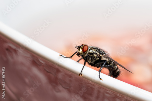 Fliege, Fly