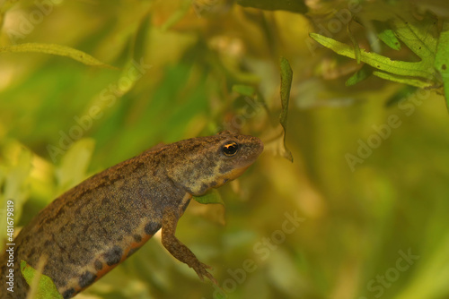 Closeup on a Portuguese Bosca's newt, Lissotriton boscai hiding among the green waterweeds photo