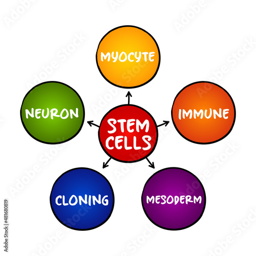 Stem cells - special human cells that are able to develop into many different cell types, medical mind map concept for presentations and reports