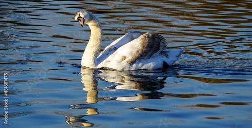 A young swan is swimming on the lake