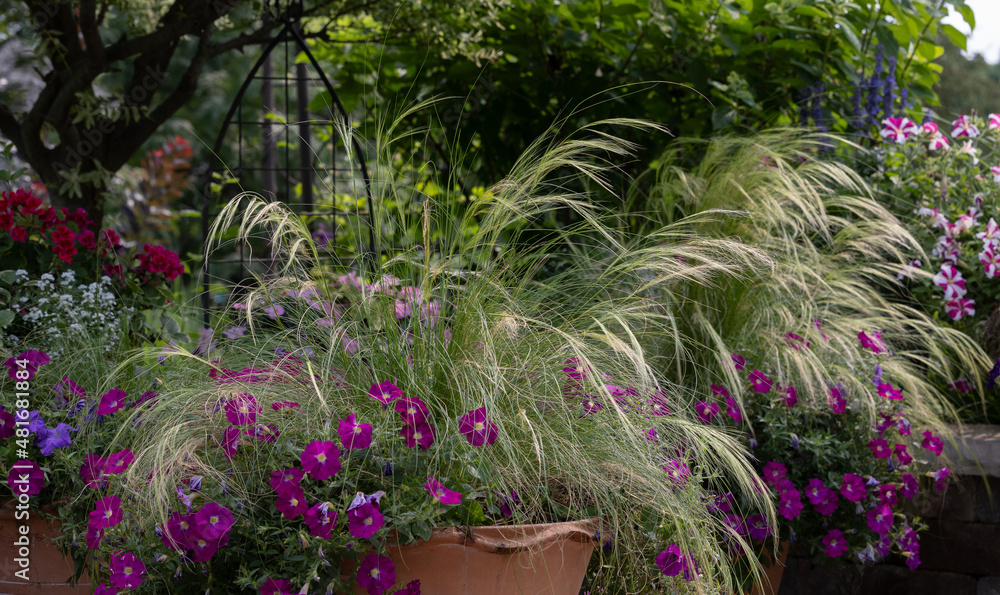 A colorful grouping of garden containers incorporating fuchsia petunias and mexican feather grass