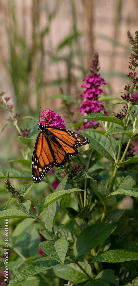 A beautiful orange monarch drinking nectar from dark pink butterfly bush A beautiful orange monarch drinking nectar from dark pink butterfly bush