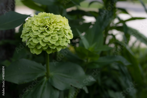 Billede på lærred Macro of beautiful lime green multi petaled zinnia elegans, Benary's Giant Lime, in a midwest garden