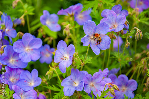 Summertime purple flowers in the garden.