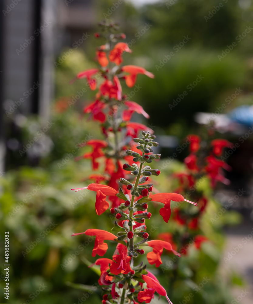 Red Pineapple sage, a rangy, semi-woody to herbaceous shrub that produces an open-branched clump of erect, square stems with producing tubular scarlet-red flowers Red Pineapple sage, a rangy, semi-woody to herbaceous shrub that produces an open-branched clump of erect, square stems with producing tubular scarlet-red flowers
