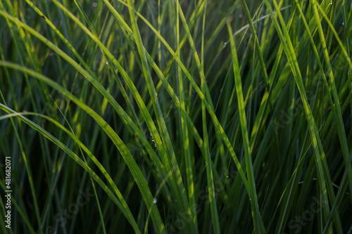 Horizontal background of green Ornamental grass blades   miscanthus   which is being harvested as biomass crop. 