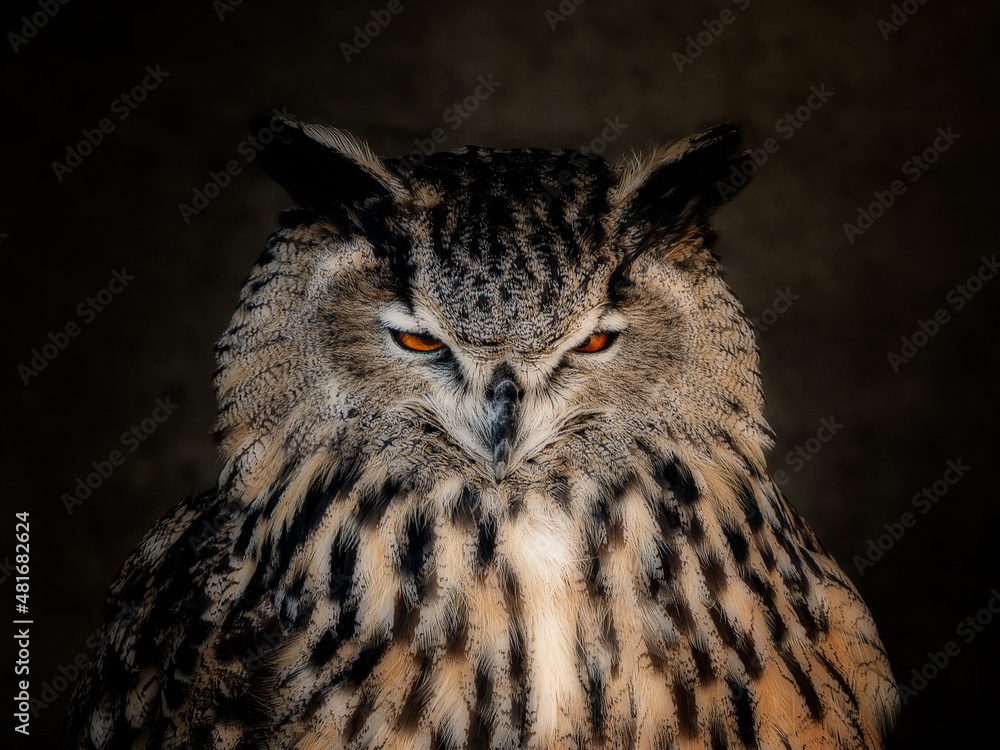great horned owl detail