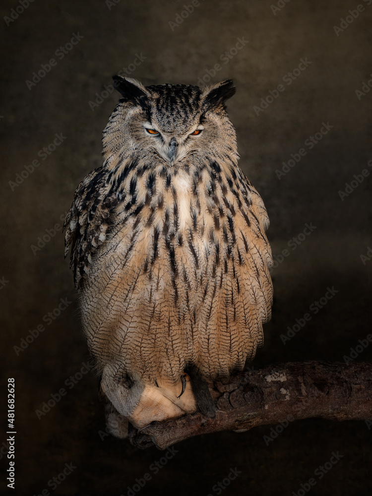 great horned owl