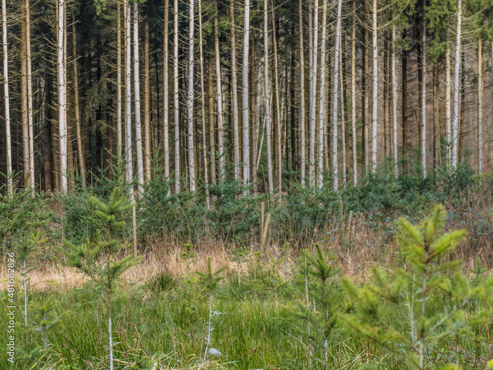 Fototapeta premium Wiederaufforstung nach Abholzung im Mischwald