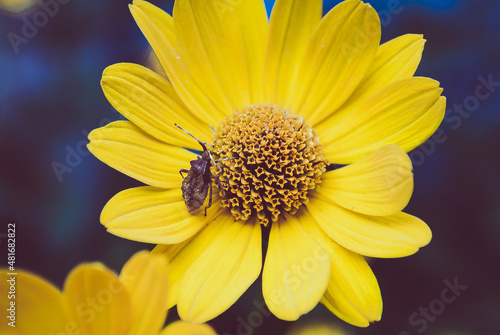 sunflower on sky