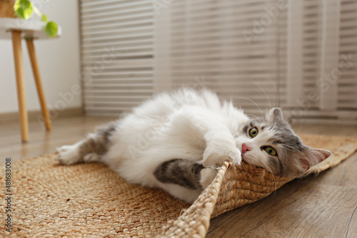 Fotografía Portrait of a siberian cat with green eyes lying on the floor at home