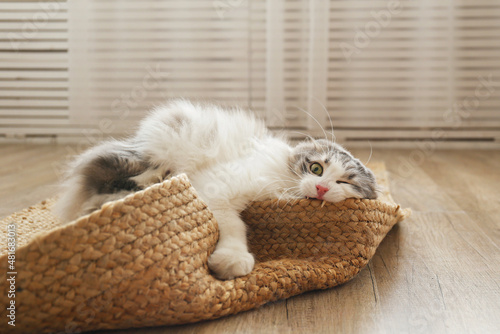 фотографія Portrait of a siberian cat with green eyes lying on the floor at home