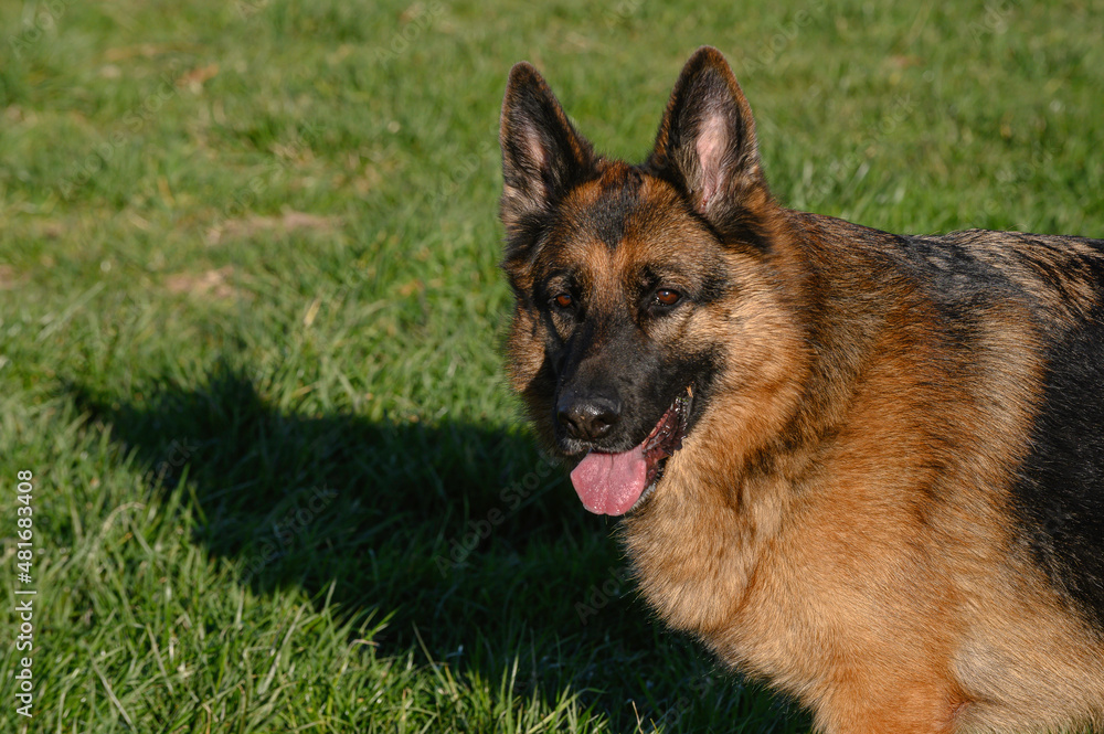 Close-up of the head of a piercing gaze German Shepherd Dog standing walking on the grass looking at the camera with pricked ears, slightly open mouth and tongue Close-up of the head of a piercing gaze German Shepherd Dog standing walking on the grass looking at the camera with pricked ears, slightly open mouth and tongue