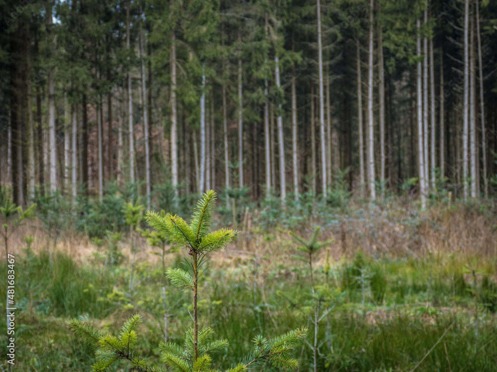 Wiederaufforstung nach Abholzung im Mischwald Wiederaufforstung nach Abholzung im Mischwald