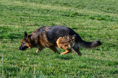 German shepherd dog in profile walking on the grass, following a trail, with its head lowered, advancing attentively from the side looking straight ahead,