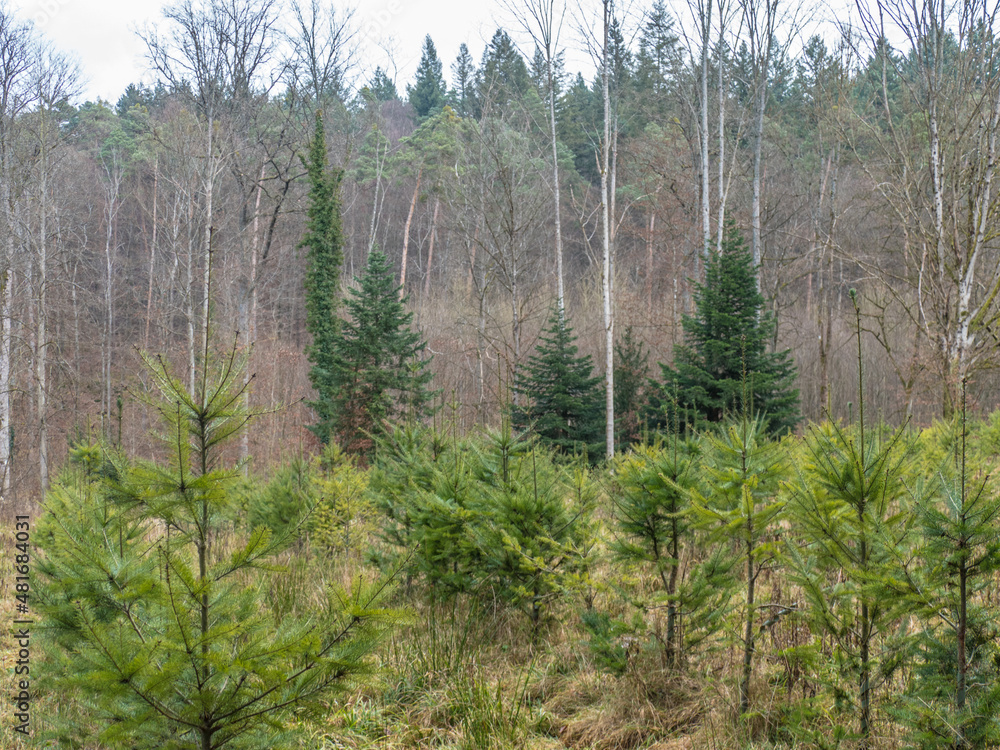 Wiederaufforstung nach Abholzung im Mischwald Wiederaufforstung nach Abholzung im Mischwald