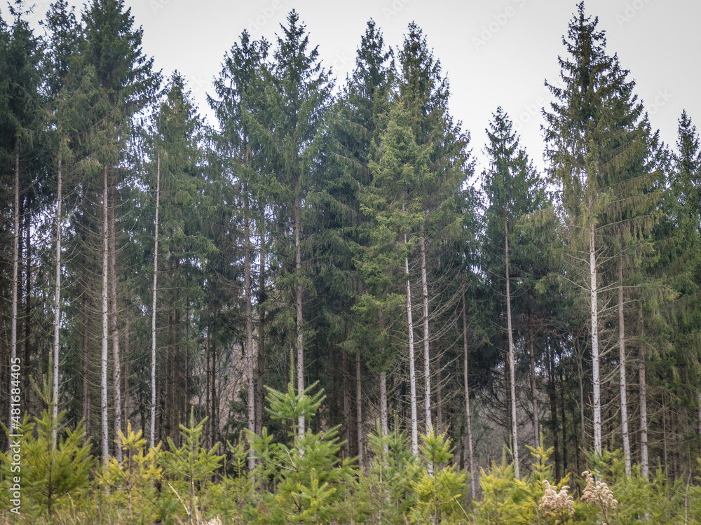 Fototapeta premium Wiederaufforstung nach Abholzung im Mischwald