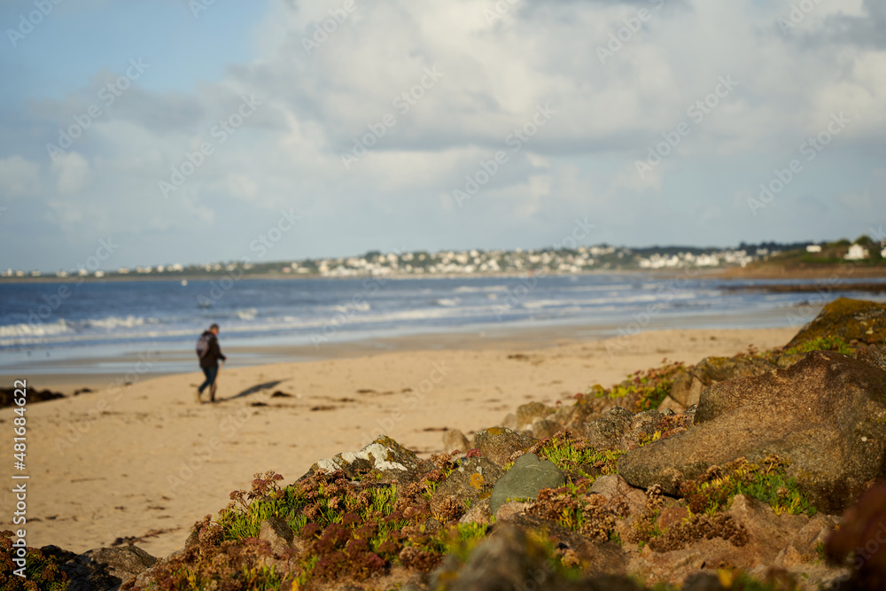 Plants on the french beach. Brown sand and blue sea water in front of Breton small town. Person takes a walk. France, Brittany, Mesperleuc.