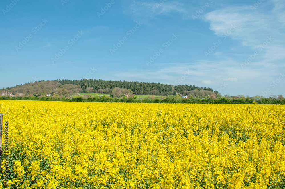 Yellow field of rapeseed