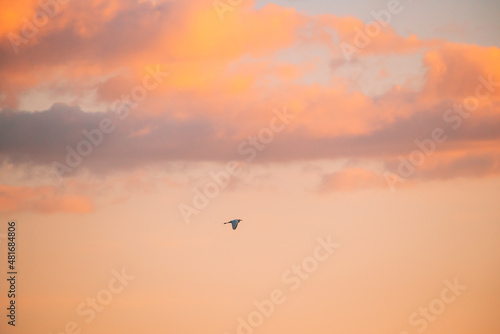 Belarus. Wild Bird Great Egret Ardea Alba Flying In Sunset Sky. Belarus. Wild Bird Great Egret Ardea Alba Flying In Sunset Sky.