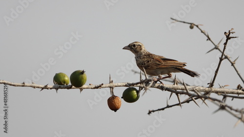 Indian bush lark perched on a tree branch photo