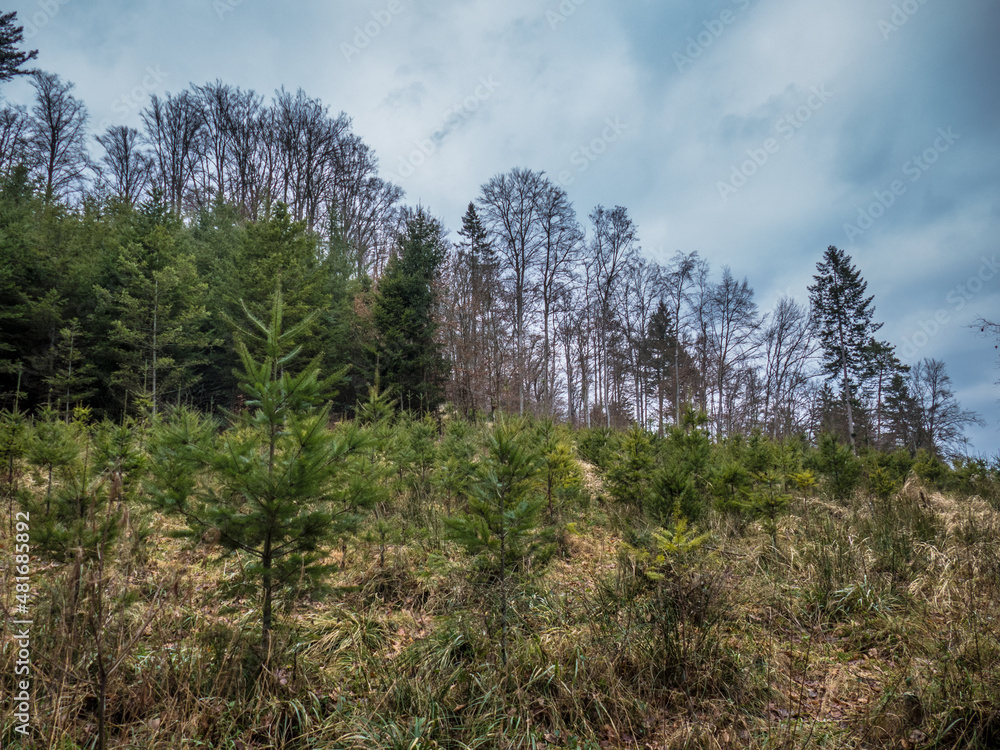 Wiederaufforstung nach Abholzung im Mischwald Wiederaufforstung nach Abholzung im Mischwald