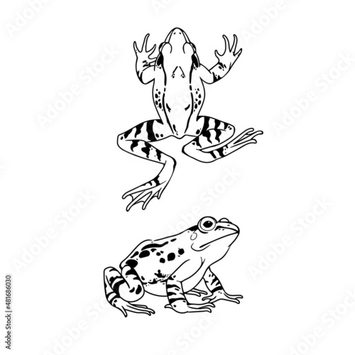 A simple drawing of a pair of spotted frogs