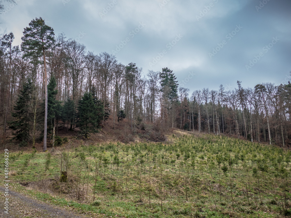 Wiederaufforstung nach Abholzung im Mischwald Wiederaufforstung nach Abholzung im Mischwald