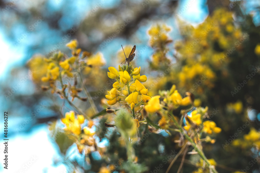 yellow flowers in spring yellow flowers in spring