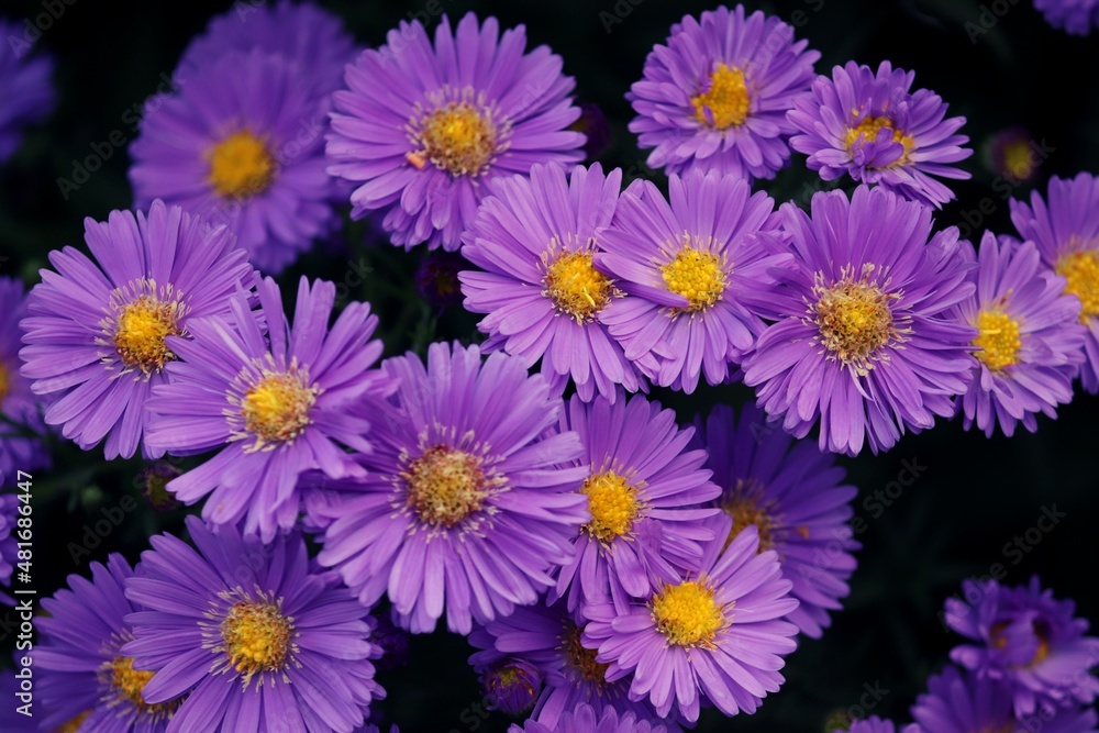 Fototapeta premium violette Blüten von Herbstastern