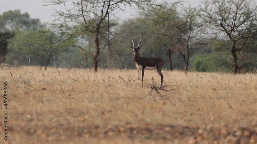 deer in the wild deer in the wild